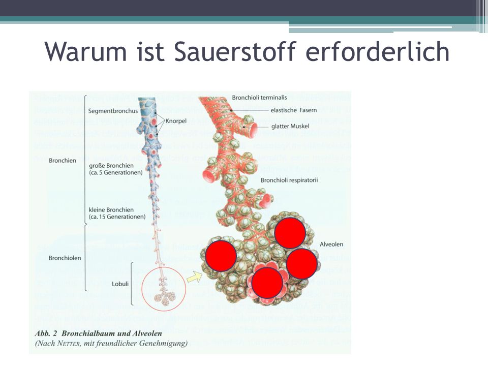 Brisantin der Preis in spb die Apotheke oserki